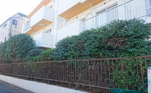 埼玉県朝霞市 剪定工事 事例