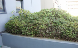 東京都新宿区 植栽剪定工事